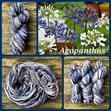 Agapanthus - High Twist - (6-fdig)